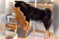 子犬が兄犬の『真似…の画像