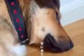人を怖がり、玄関で…の画像