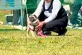 遠くにいる犬と飼い…の画像