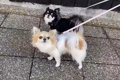 犬たちを『散歩のふ…の画像