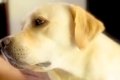 甘えてくる大型犬を…の画像