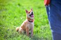 喧嘩っ早い犬の性格…の画像