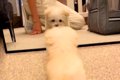 『赤ちゃん犬』をお…の画像