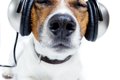 犬は音楽を理解して…の画像