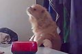 『あぁぁあぁぁー！…の画像