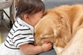 大型犬と一緒に暮ら…の画像
