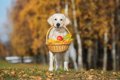 気をつけて！犬に絶…の画像