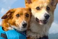 『2匹の犬が仲良くく…の画像
