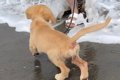 大型犬姉妹が2年ぶり…の画像