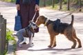 『内弁慶な性格の犬…の画像