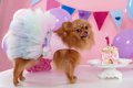 愛犬にとっては意味…の画像