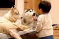 喧嘩中の大型犬たち→…の画像