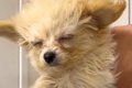 『犬が暑そう』と思…の画像