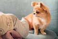 家の中を動き回れる…の画像