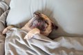 犬にとってNGな『寝…の画像