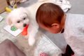 赤ちゃんが犬におも…の画像
