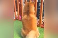 大好きなお兄ちゃん…の画像
