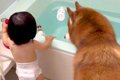 よちよち歩きの赤ち…の画像