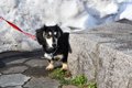 犬が『臆病な性格』…の画像