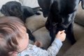 赤ちゃんが大型犬に…の画像