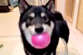 『どうやってんのｗ…の画像