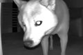 犬を寝かしつけてお…の画像