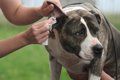 犬の耳掃除の正しい…の画像