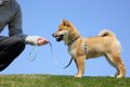 犬が『突然動かなく…の画像