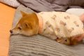 寝ている犬に『寝室…の画像