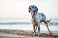 水や泳ぎが得意な犬…の画像