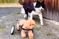 『車椅子の犬』が外…の画像