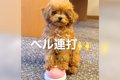 子犬に『ベル』渡し…の画像