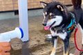 犬と『水遊び』をし…の画像
