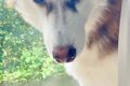 ハスキー犬が『パパ…の画像
