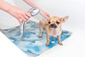 シニア犬に負担を掛…の画像