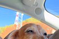 車の助手席に乗る『1…の画像
