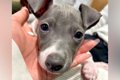 『華奢な赤ちゃん犬…の画像