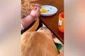 野菜を食べている1歳…の画像