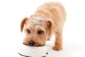 犬がみせる『食べ過…の画像