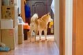 玄関で犬が吠えたの…の画像