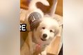『子犬の概念ぶっ壊…の画像