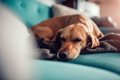 犬がしんどい時の寝…の画像