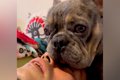 転がっていたら、犬…の画像