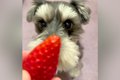 マテをする犬に『よ…の画像