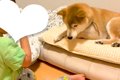 男の子の布団で勝手…の画像