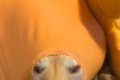 ふとクッションを見…の画像