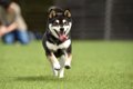 黒柴が人気な理由！…の画像