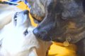 先輩犬に叱られ、甘…の画像