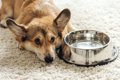 犬が『お水を飲まな…の画像