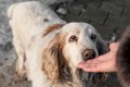 犬が初めて会った人…の画像